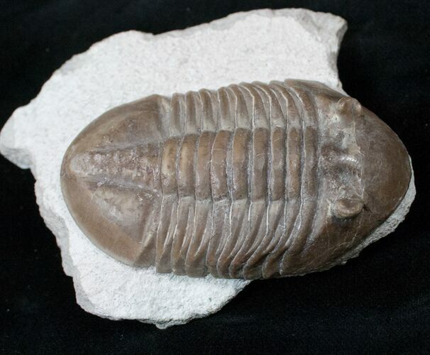 D, Russian Asaphus Lepidurus Trilobite - #15377